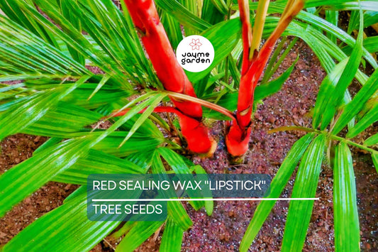 10 Red Sealing Wax "Lipstick" Palm Seeds – Cyrtostachys Renda, Rare Indoor Plant, Tropical Garden Palm