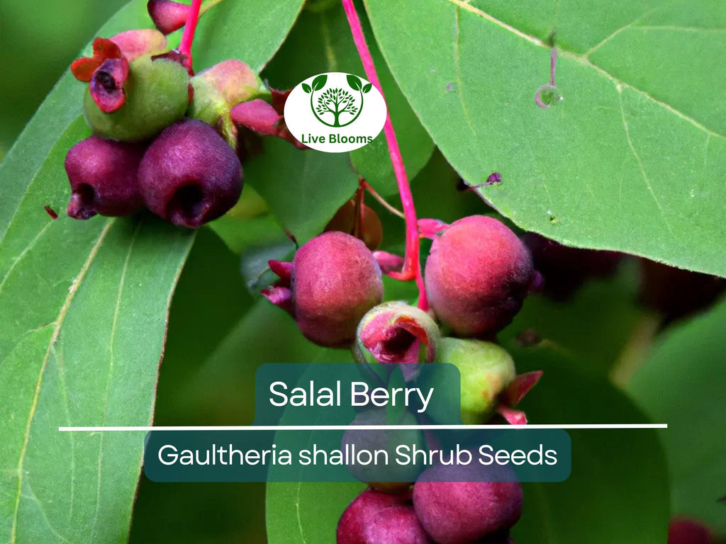 100 Salal Berry Seeds (Gaultheria shallon), Edible Fruits, Evergreen Shrub, Low Maintenance Bush, Wild Berries, Garden Starter, Wildlife