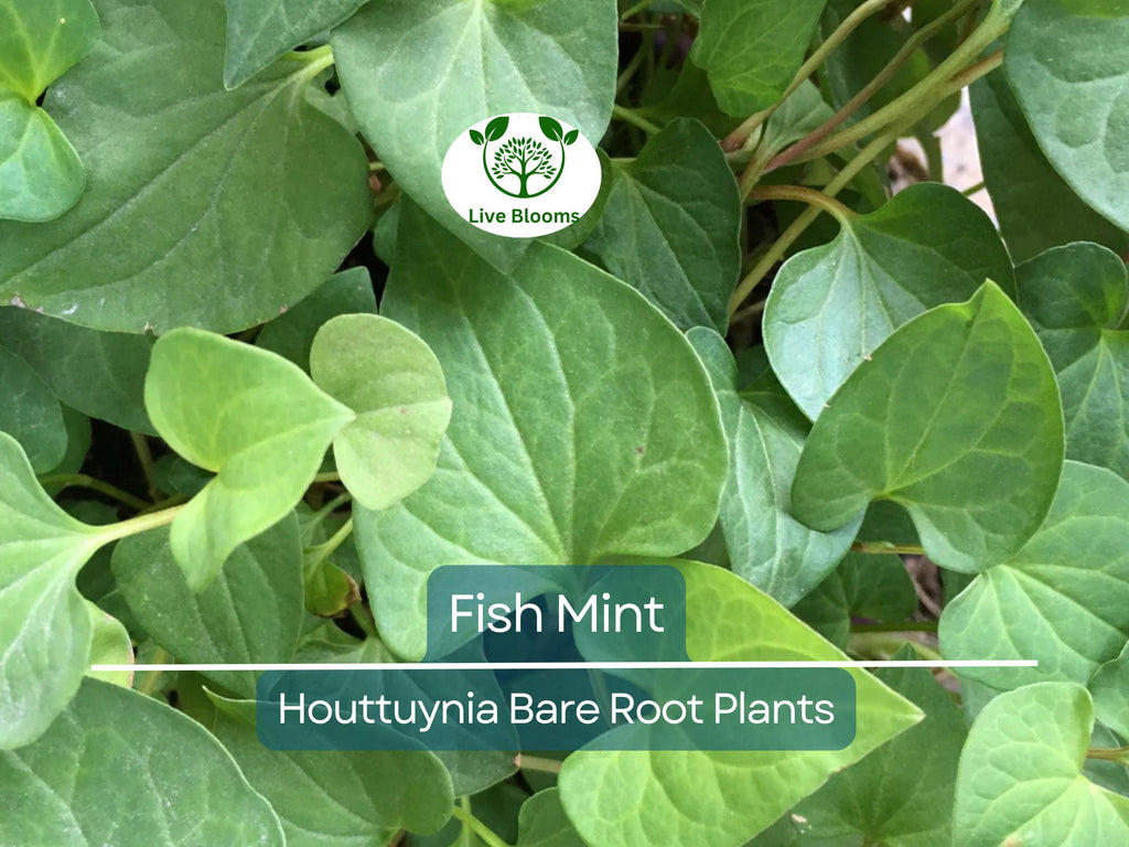 15 Live Bare Root Fish Mint Plants - Houttuynia Cordata Asian Herb - Edible Ground Cover - Rare Live Perennial Starter