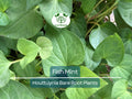 15 Live Bare Root Fish Mint Plants - Houttuynia Cordata Asian Herb - Edible Ground Cover - Rare Live Perennial Starter