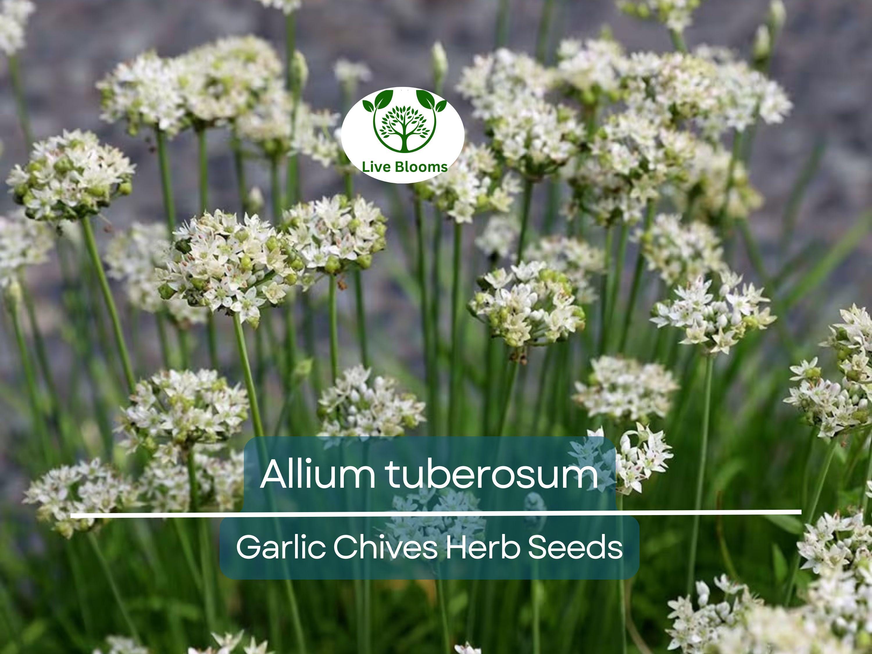 100 Garlic Chives Seeds for Planting - Allium tuberosum - Fresh, Aromatic Herb for Cooking, Garden, & Asian Dishes, Easy to Grow