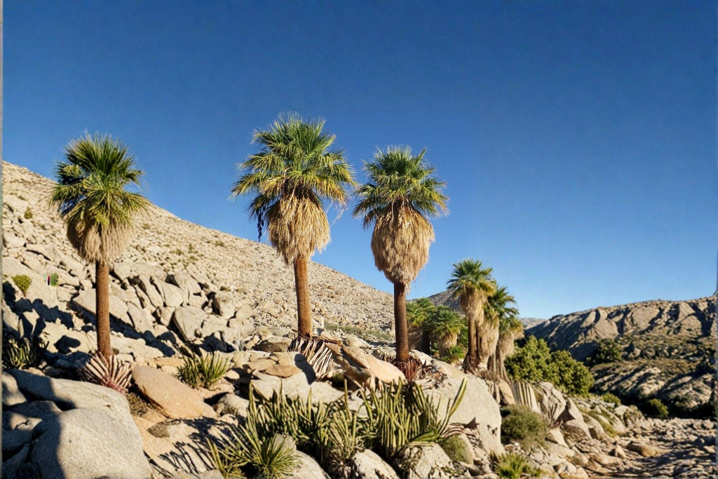 California Fan Palm Seeds – Washingtonia filifera, Native Desert, Iconic Landscape (5 Seeds)