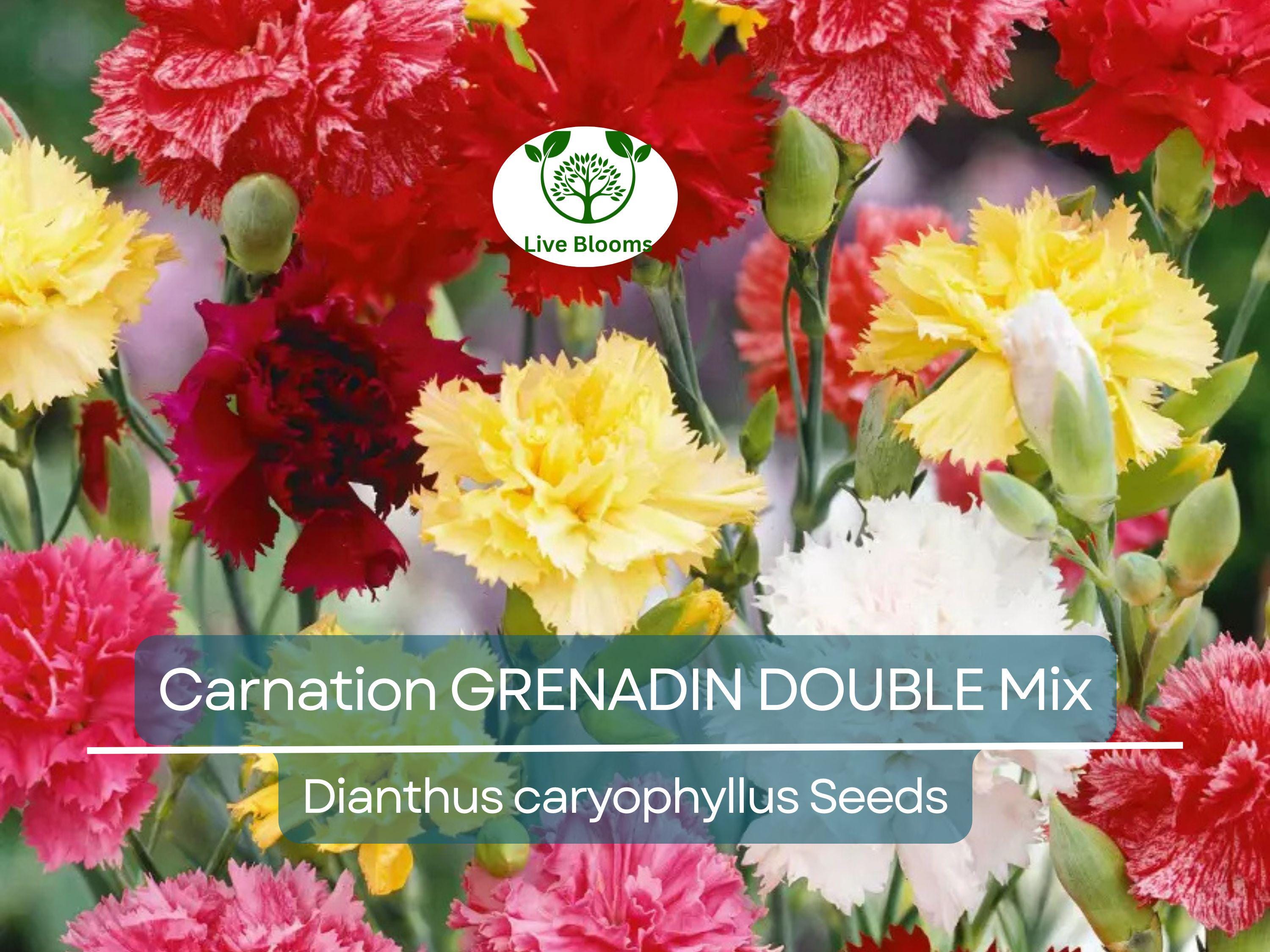 200 Seeds Carnation GRENADIN DOUBLE Mix, Dianthus caryophyllus, Pollinator-Friendly, Fragrant Cut Flowers, Florist Quality, for Gardens