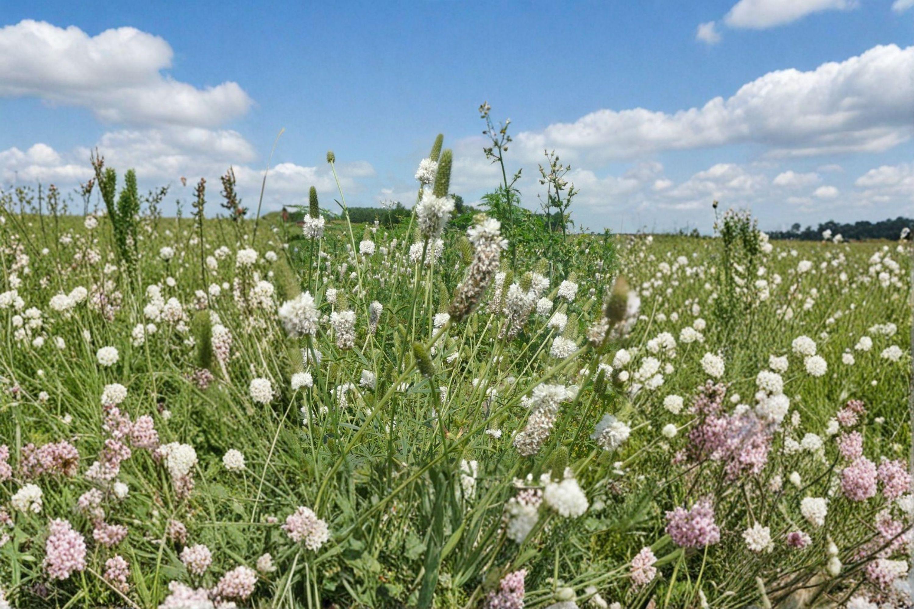 White Prairie Clover – Dalea candida, Native Prairie Perennial | Nitrogen Fixer (100 Seeds)