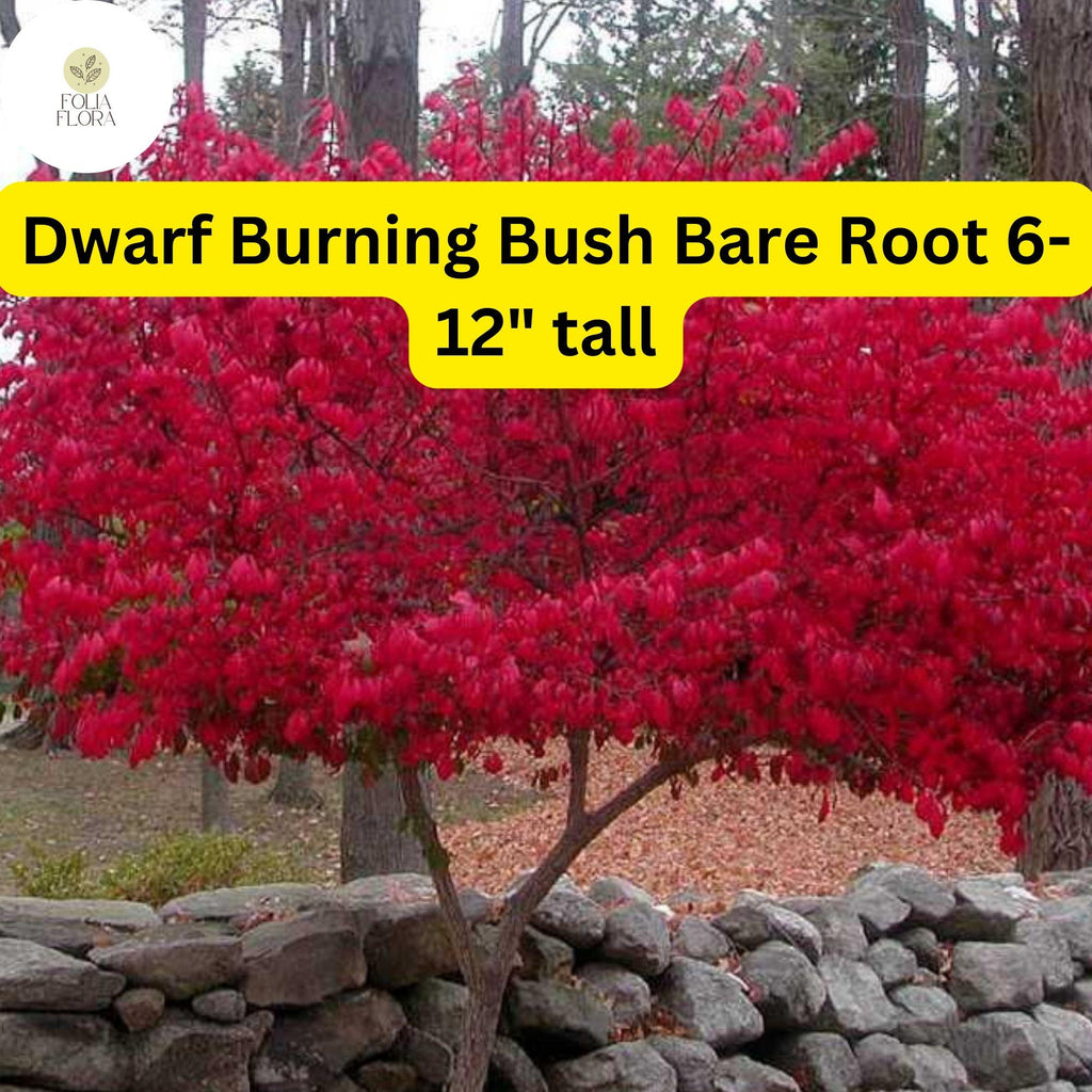1 Dwarf Burning Bush Bare Root (Euonymus alatus) – Hardy Shrub for Vibrant Red Foliage