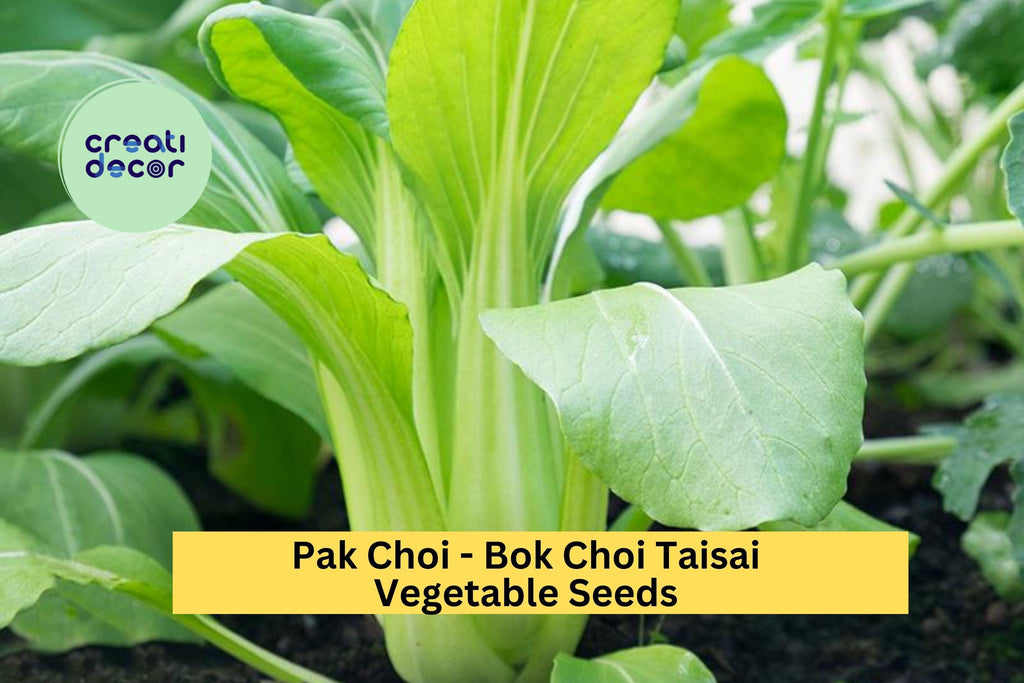 3pcs x 500mg Bok Choi Taisai Seeds – Asian Greens for Garden, Raised Beds, or Containers – Crisp, Fast-Growing Leaves Seeds for Planting
