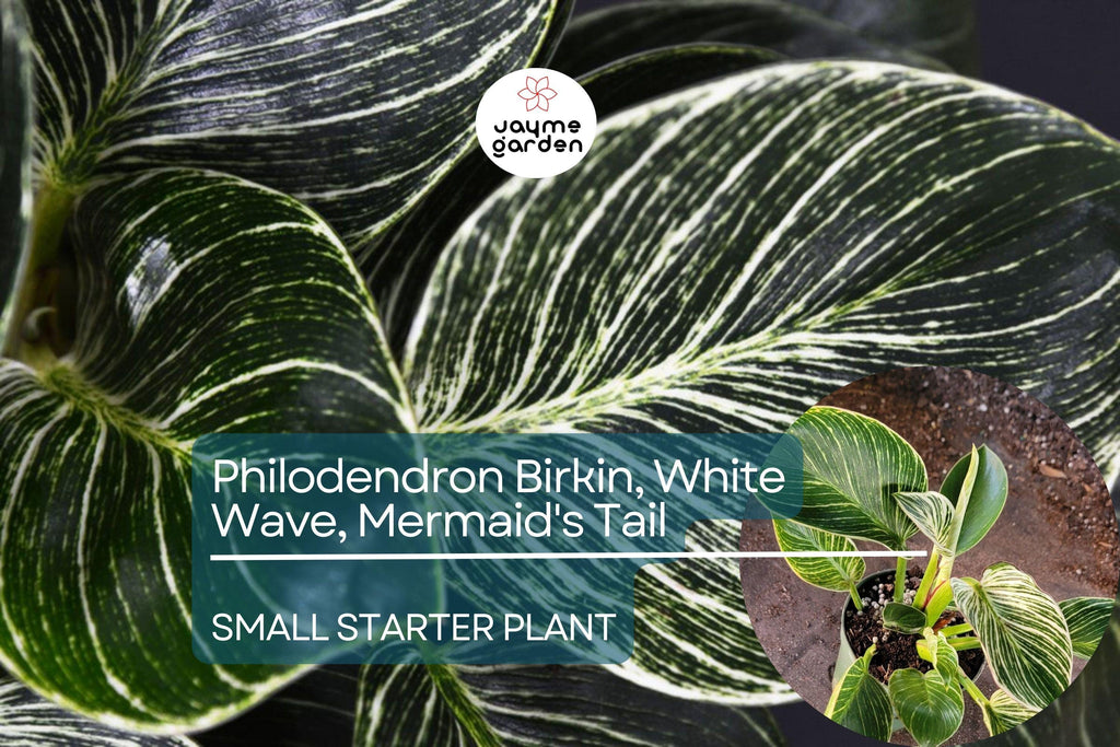 Philodendron Birkin Starter Plant - White Wave, Mermaid's Tail - Unique Variegated Foliage for Indoor Decor & Tropical Houseplant Lovers