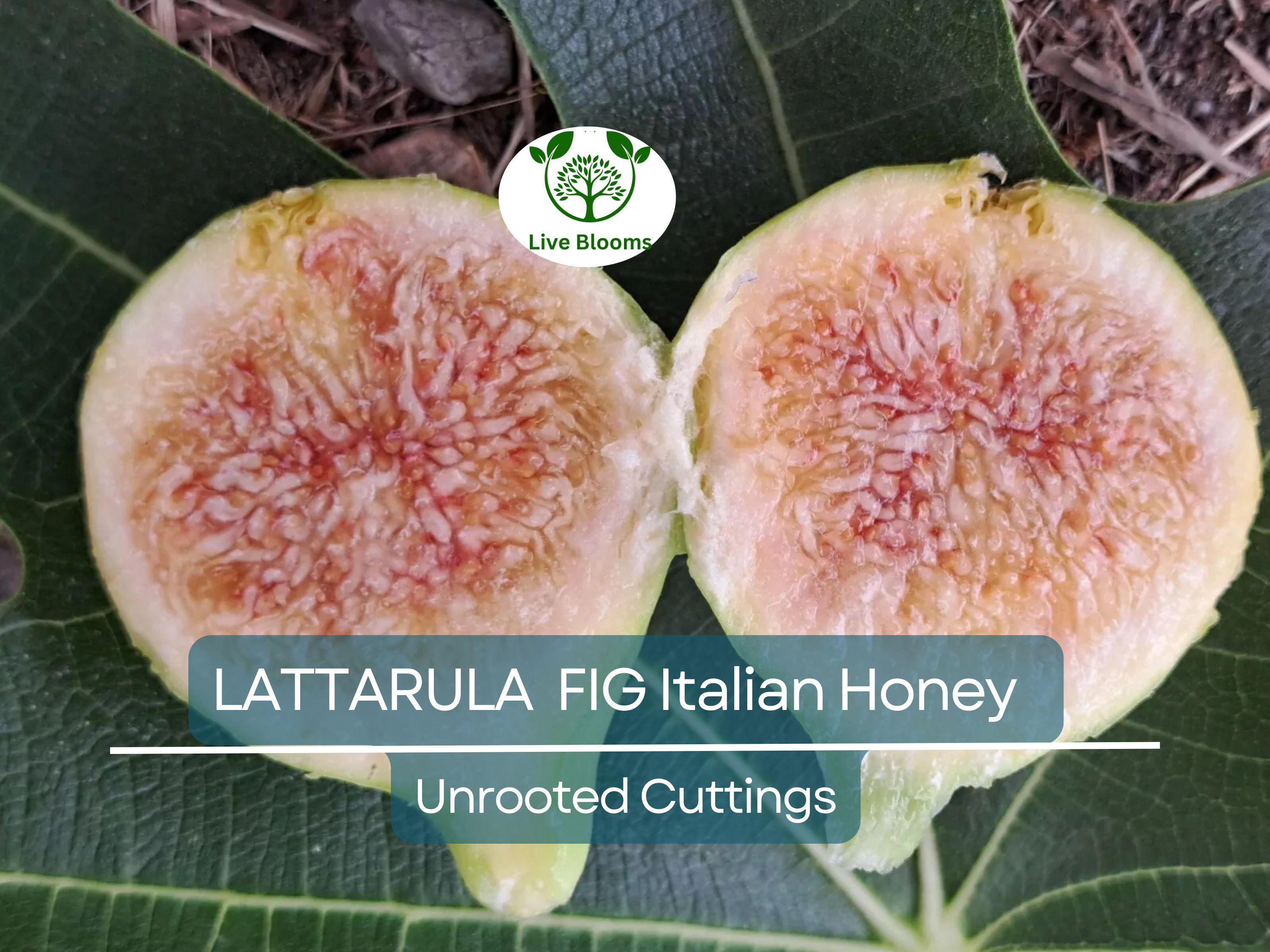 6 pcs Fig Lattarula Italian Honey Fruit Tree Unrooted Cuttings 6-8" - Ficus carica, Sweet Fruit Tree