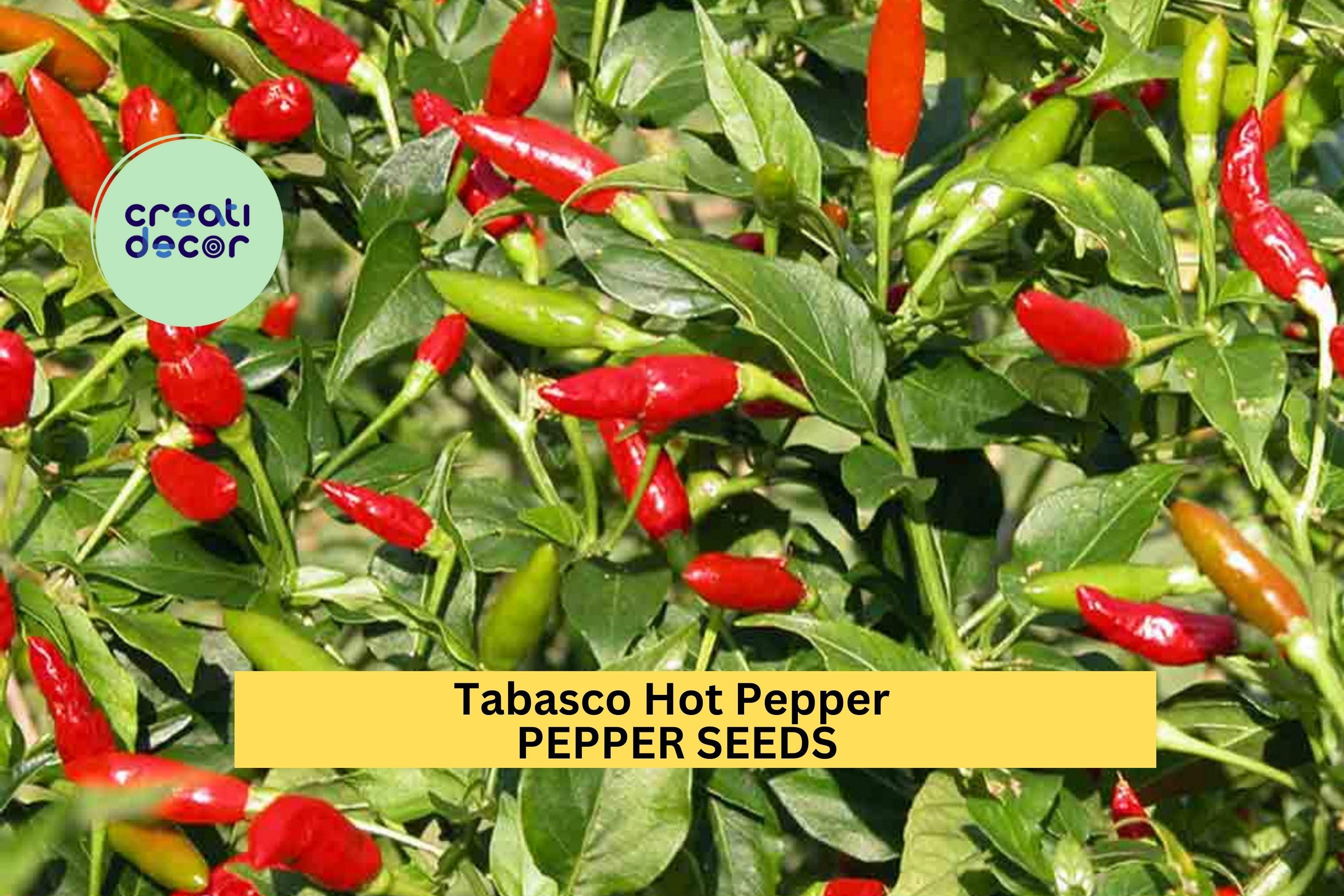 3pcs of 250mg Tabasco Hot Pepper Seeds – Classic Chili for Spicy Sauce, Pickling & Garden Growing – Heirloom Vegetable Seeds for Planting