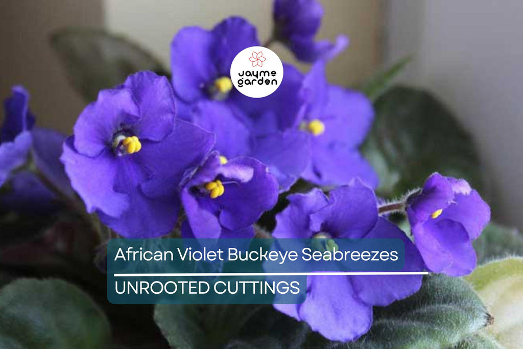 African Violet Buckeye Seabreazes Pair of Cuttings | Easy Care Houseplant for Indoor Beauty