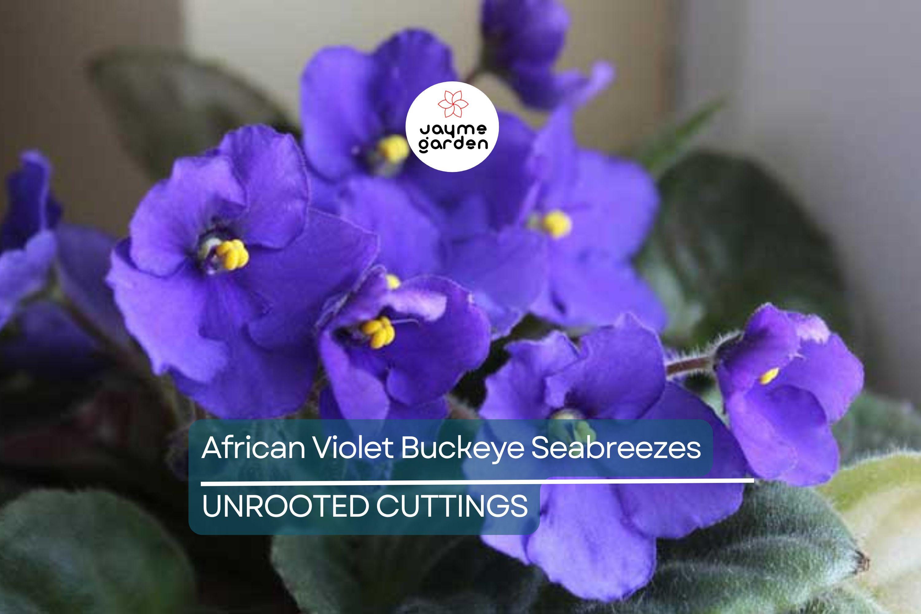 African Violet Buckeye Seabreazes Pair of Cuttings | Easy Care Houseplant for Indoor Beauty