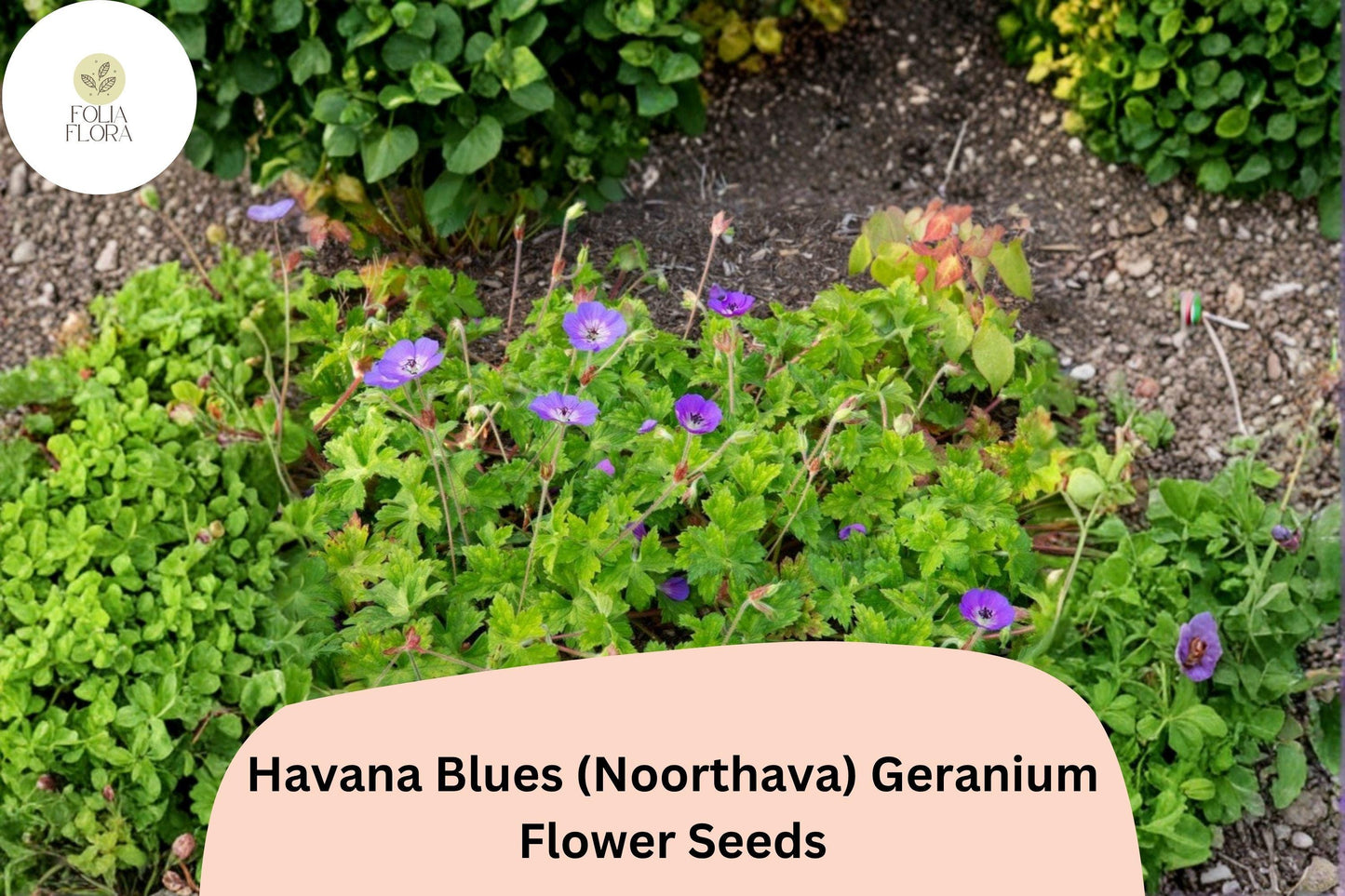 25+ Havana Blues (Noorthava) Geranium Seeds | Purple-Blue Hardy Perennial | Garden Flower Seeds