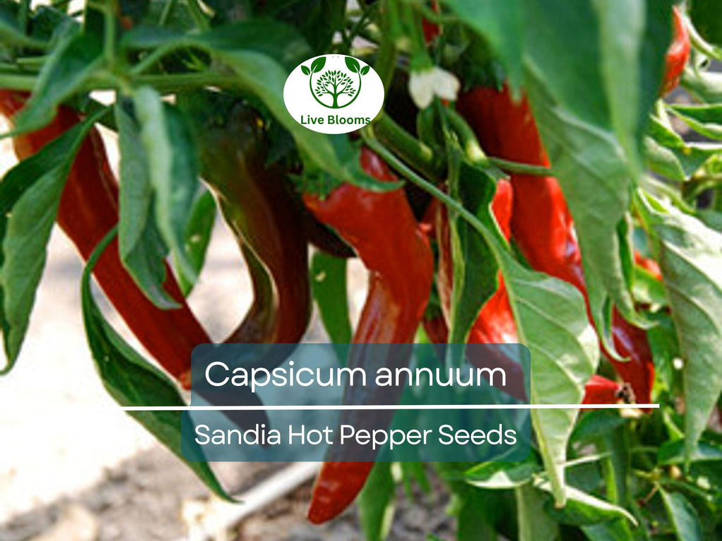 250 mg Sandia Hot Pepper Seeds - Capsicum annuum | New Mexican Heirloom for Planting, Spicy Chili Pepper for Salsas, Cooking, & Home Gardens
