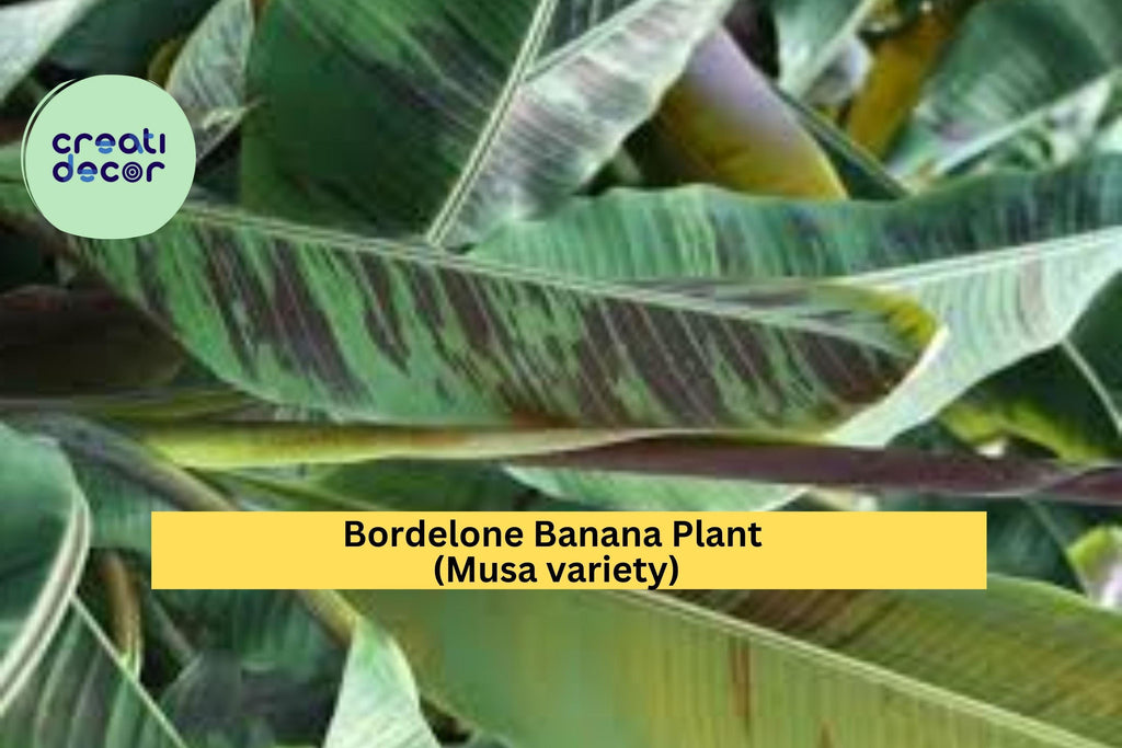 Bordelone Banana Plant – Rare Edible Musa Variety, Live Rooted Plug, Tropical Fruit Tree for Patio or Garden, Fast-Growing Banana Plant