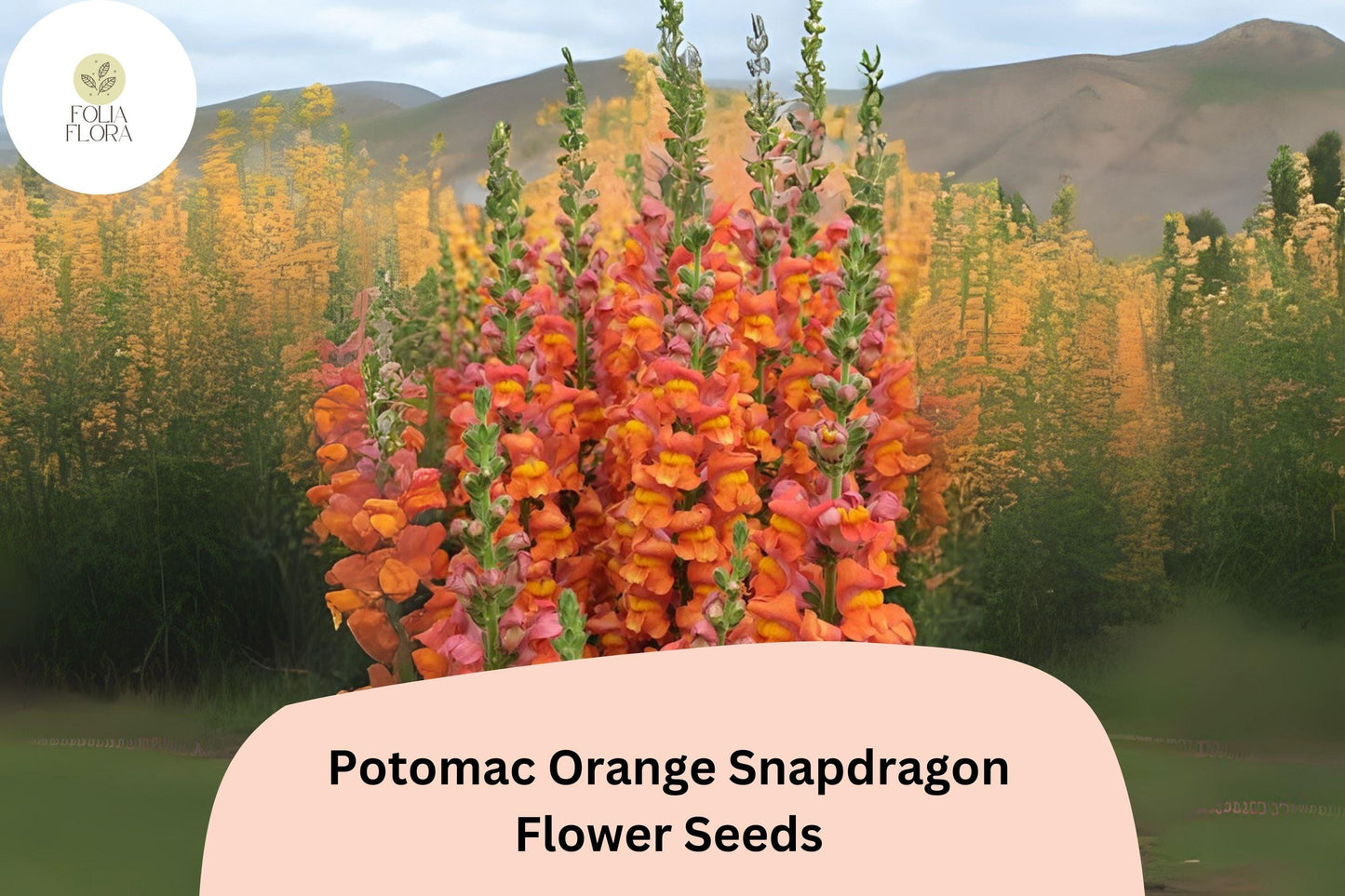 Antirrhinum majus Potomac Orange Snapdragon Seeds – 1000+ Bright Tangerine Blooms for Garden & Cut Flowers