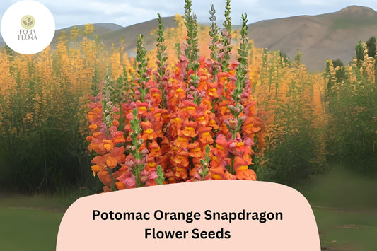 Antirrhinum majus Potomac Orange Snapdragon Seeds – 1000+ Bright Tangerine Blooms for Garden & Cut Flowers