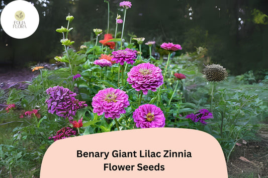 100+ Benary Giant Lilac Zinnia Seeds – Tall Double Blooms for Summer Gardens & Cut Flowers
