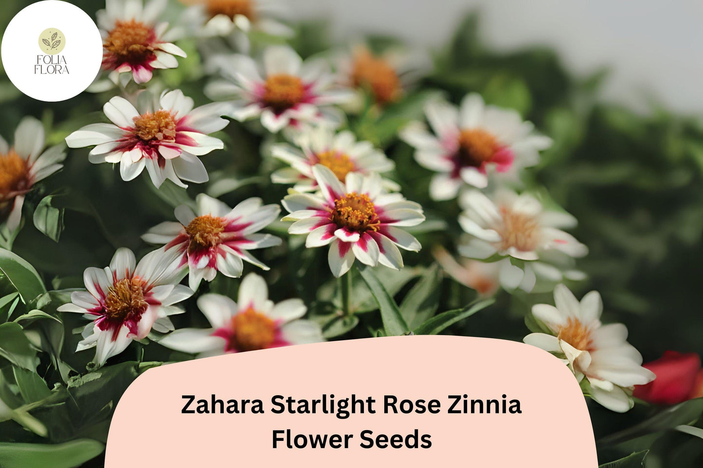 100+ Zahara Starlight Rose Zinnia Seeds – Hybrid Non-GMO Annual Flowers for Garden Planting & Borders