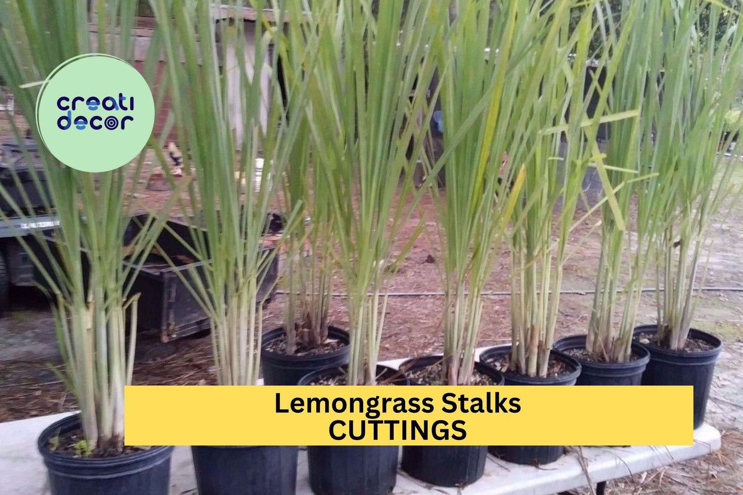 10 Lemongrass Stalks – 5–8" Fresh Cuttings for Planting or Culinary Use, Citronella Variety for Garden or Kitchen – USA