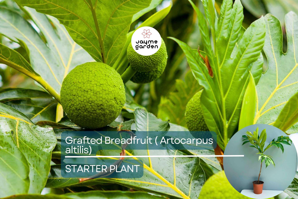 Grafted Breadfruit Tree (Artocarpus altilis) – Tropical Live Fruit Tree, 3′-4′ Tall, Fast Yield & High-Quality Fruit