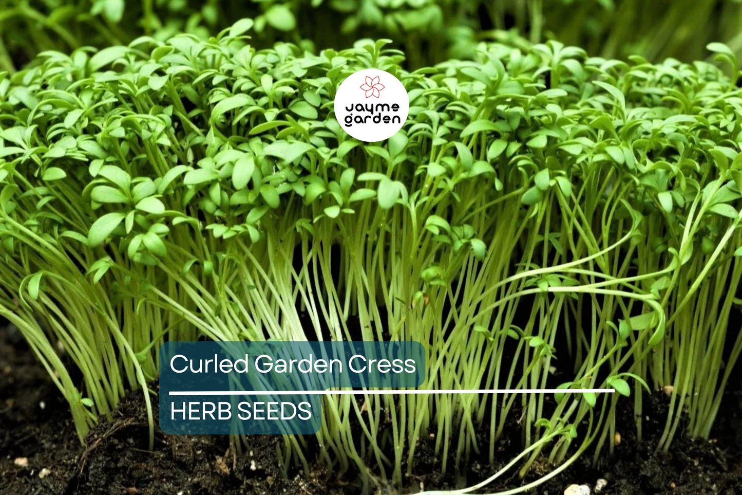 5000 Curled Garden Cress Seeds – Heirloom, Non-GMO, Fast-Growing Herb | USA Seller
