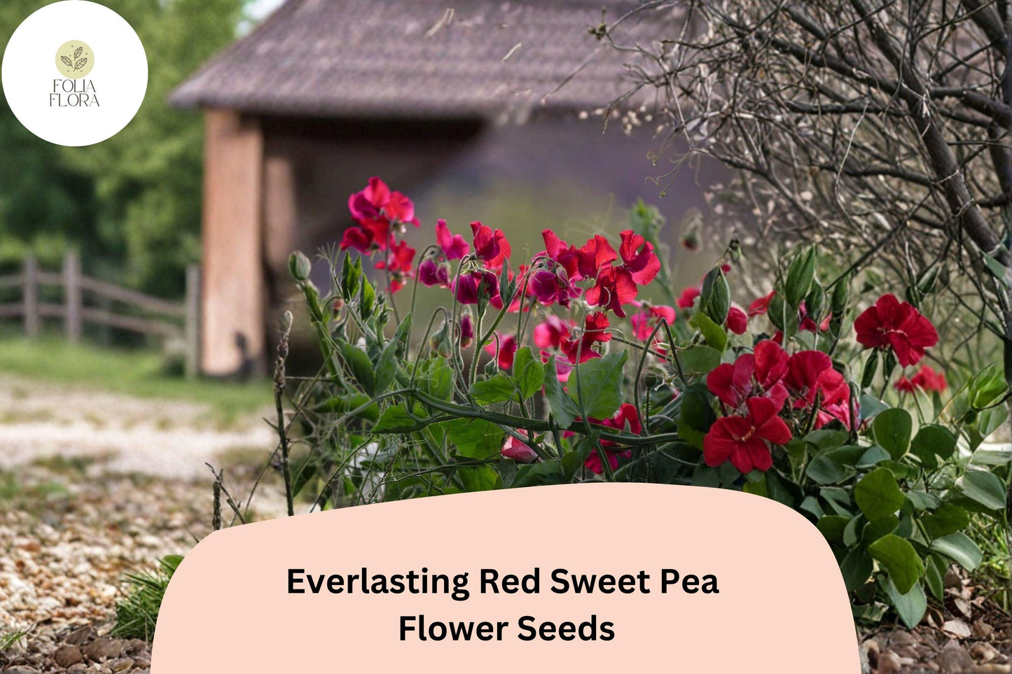 Everlasting Red Sweet Pea Seeds | Lathyrus latifolius Perennial Climbing Vine Red Flowers (50+ Seeds)