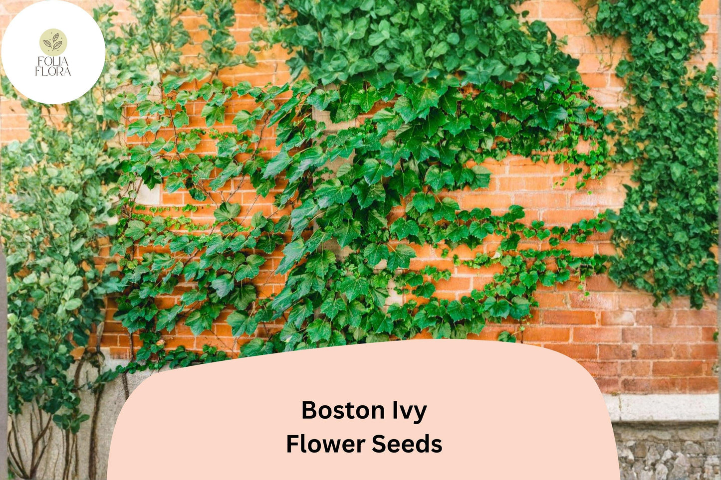 Boston Ivy Seeds – 10 Parthenocissus tricuspidata | Fast Growing Climbing Vine
