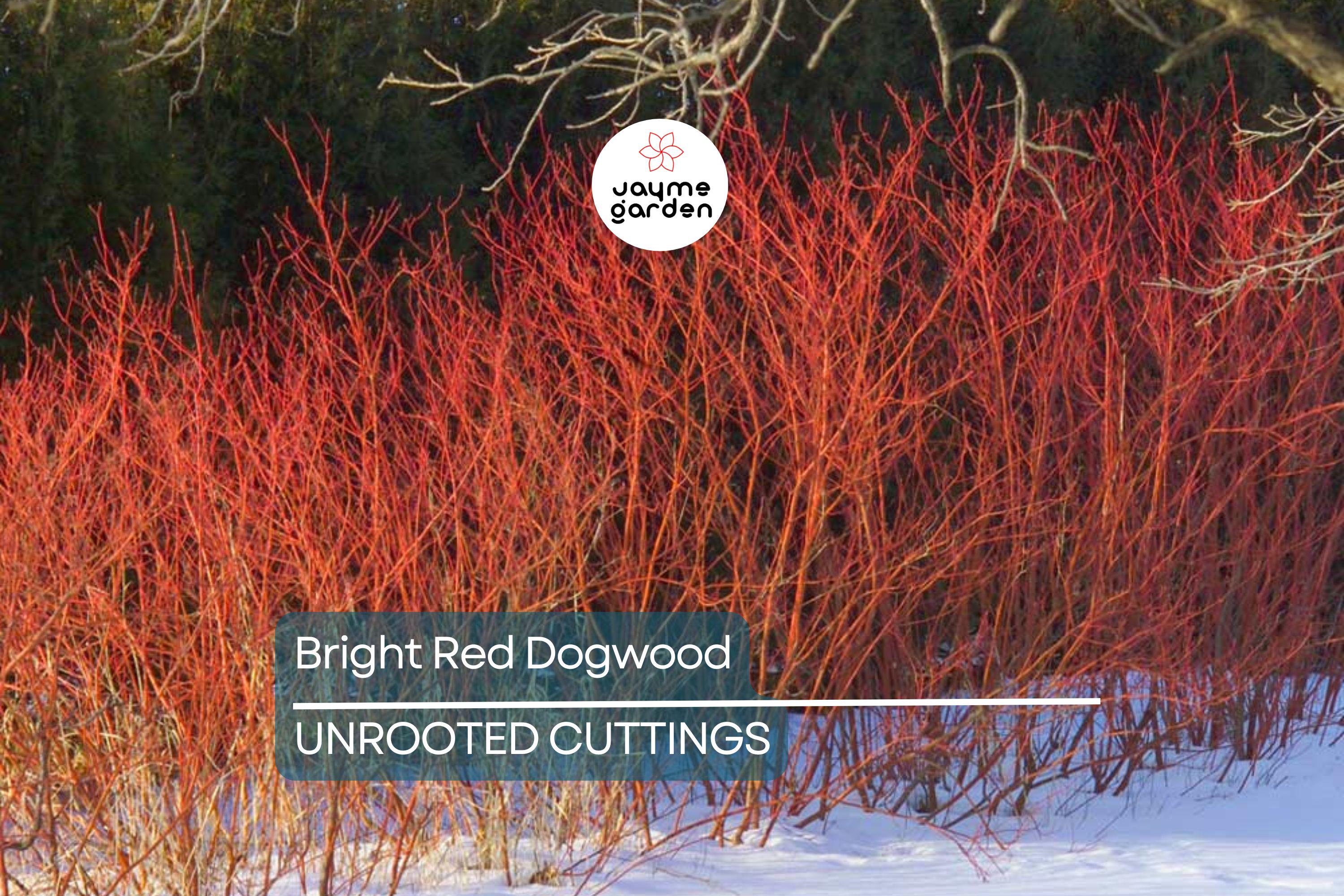 Bright Red Dogwood Cuttings (Cornus sericea) | Easy to Root | Stunning Red Stems | Live Privacy & Landscaping Shrub