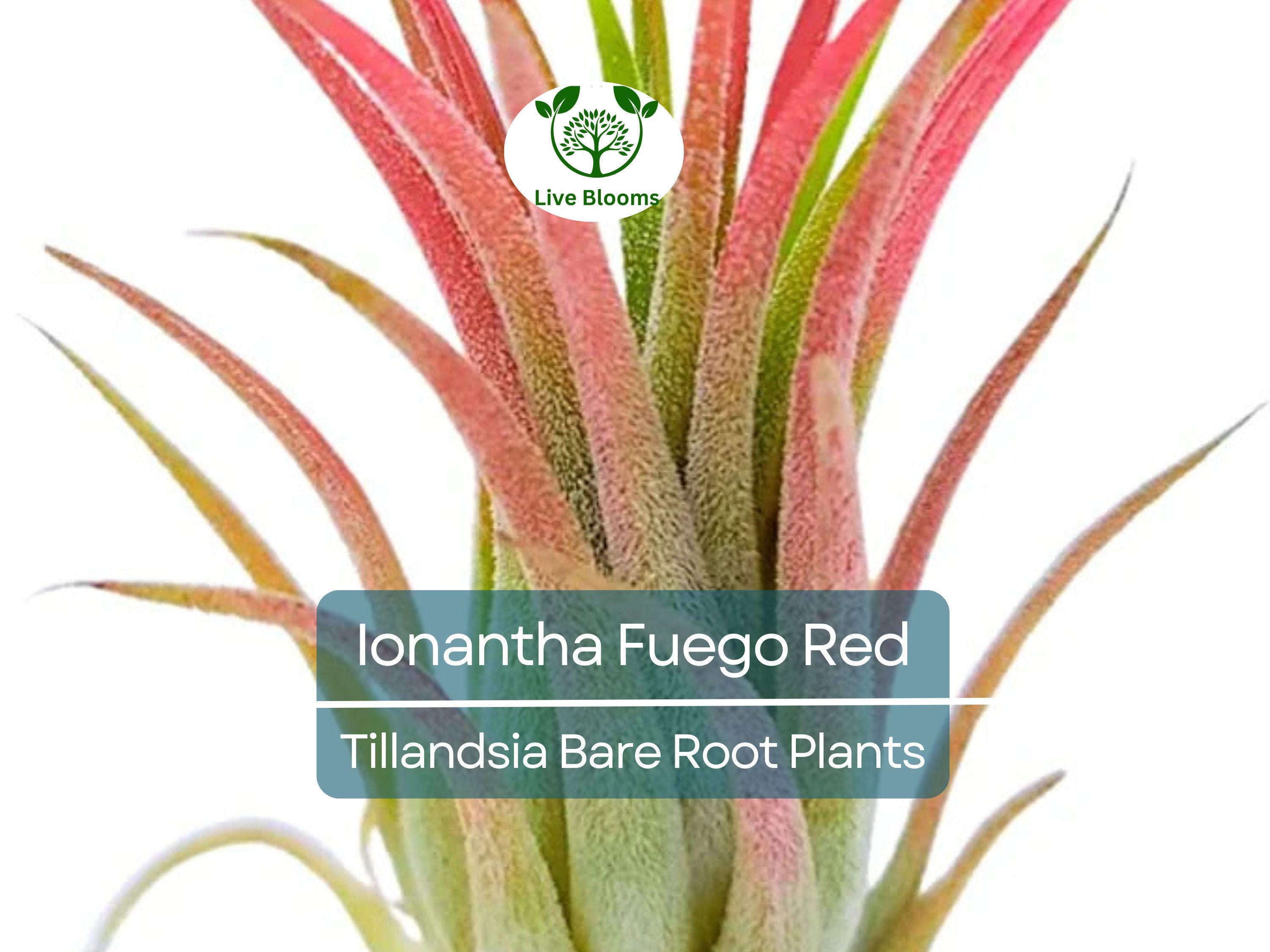 5 Ionantha Fuego Red Air Plants – Exotic Tillandsia – Bare Root – Low Maintenance Houseplants – Vibrant Color, No Soil Needed