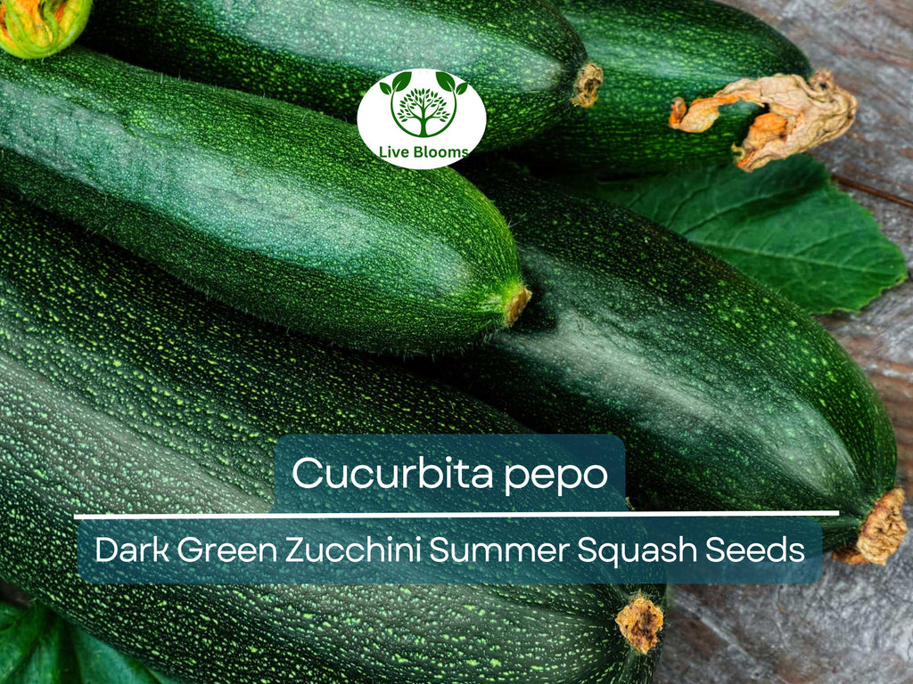 1 Gram Seeds Dark Green Zucchini Summer Squash – Cucurbita pepo | High-Yield Vegetable for Planting & Gardening