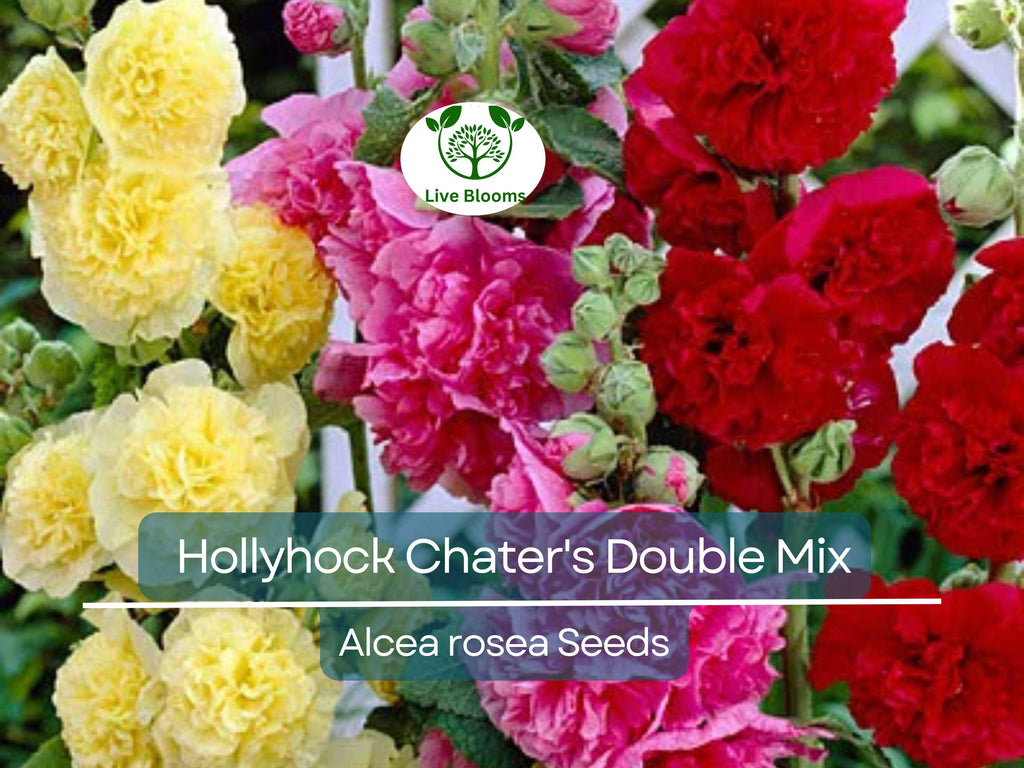 100 Seeds Hollyhock Chater's Double Mix Peony Flowered Blooms - Biennial Non-GMO, Alcea Rosea, Beautiful Garden Flowers, Hardy, Easy to Grow