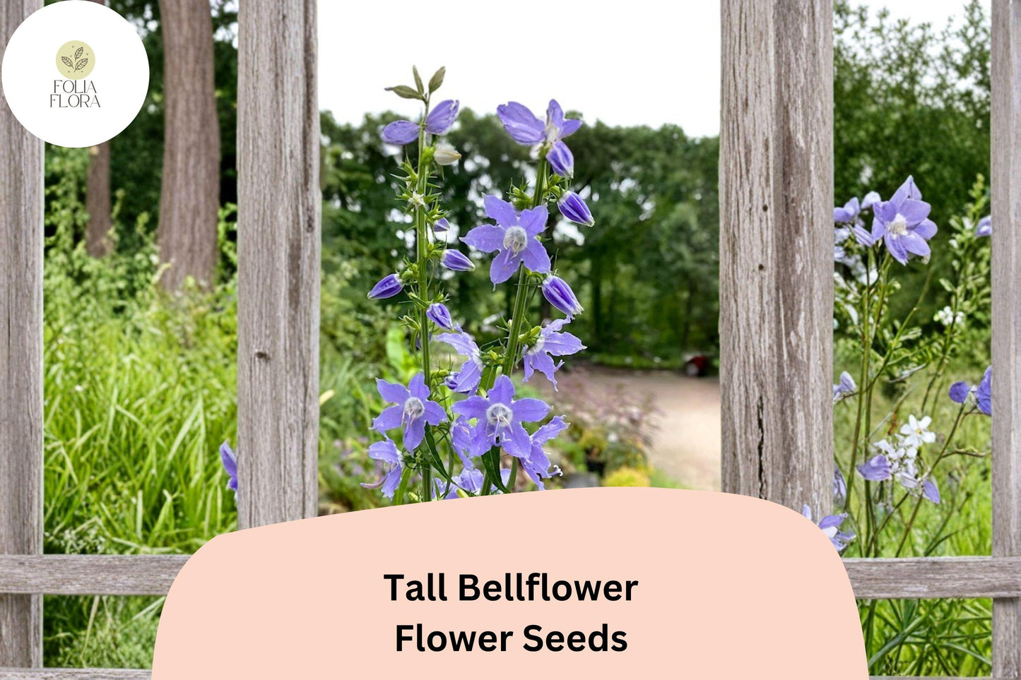 500 Tall Bellflower Seeds | Campanulastrum americanum | Native Blue Wildflower | Pollinator Plant for Shade