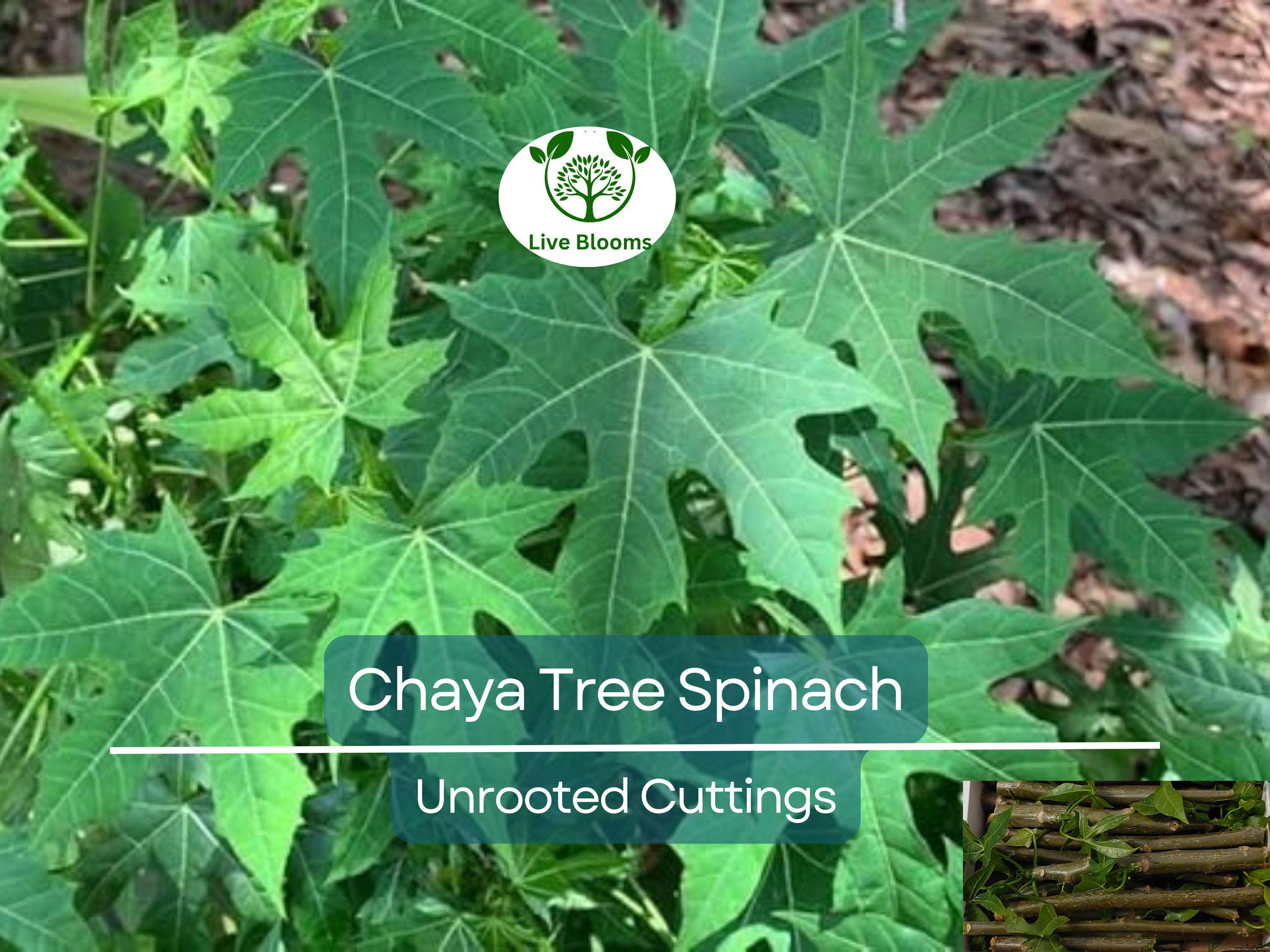 12 Chaya Cuttings Deep Lobed Unrooted 6-8” Long – Edible, Fast-Growing Organic Plant