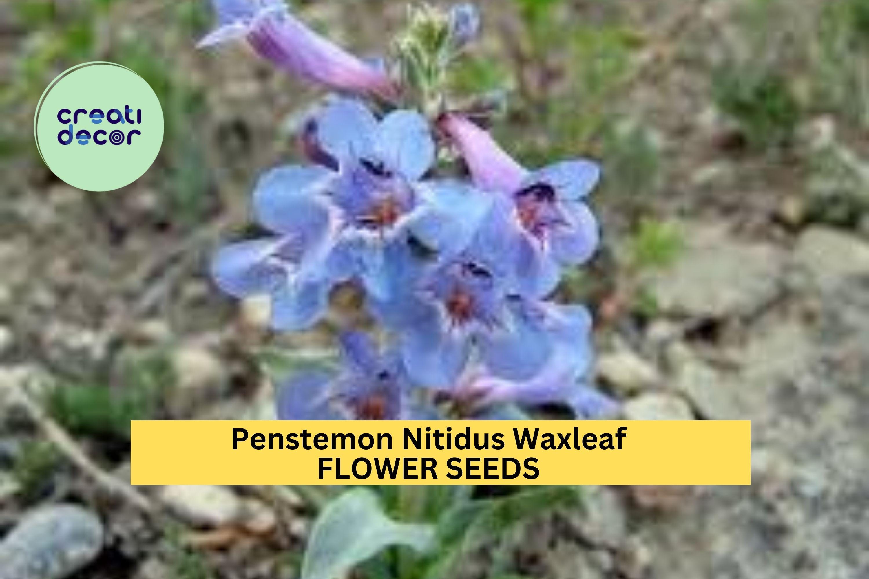 3pcs of 100mg Penstemon nitidus Seeds – Waxleaf Beardtongue for Dry Gardens, Pollinator Habitat, and Native Landscaping Seeds for Planting