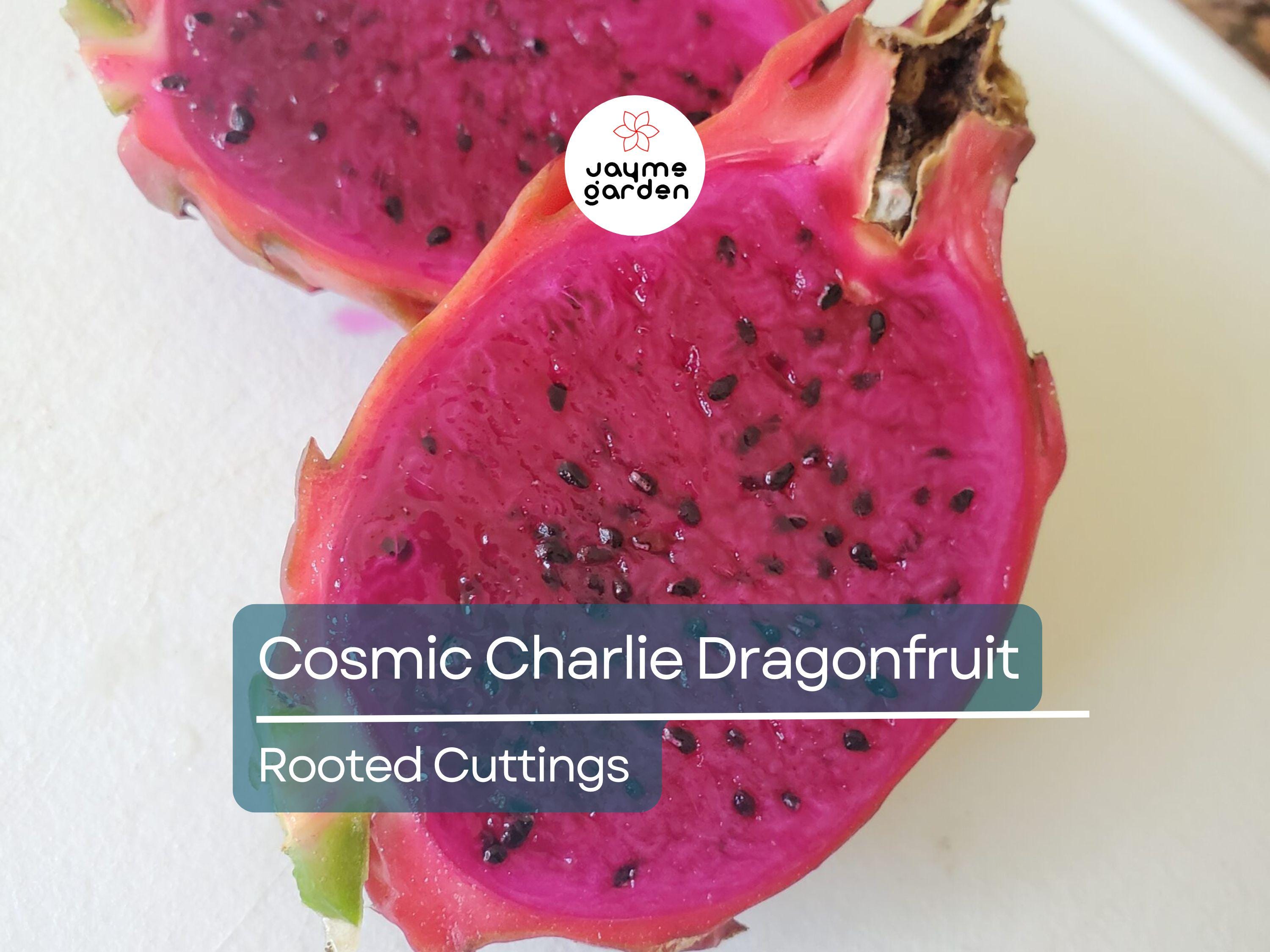 4 Rooted Cosmic Charlie Dragon Fruit Cuttings (Hylocereus Undatus) | 4-8 Inches Long, Ready to Plant | Unique Variegated Dragon Fruit