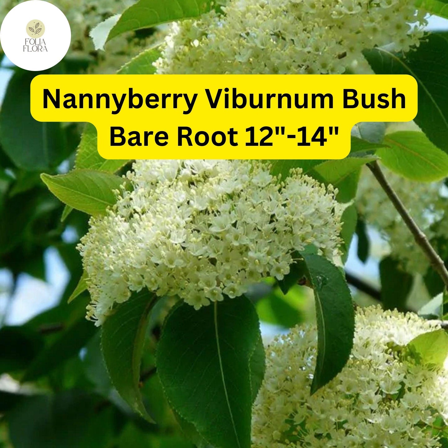 1 Nannyberry Viburnum Bush (Viburnum lentago) – Live Bare Root Plant 12"-14"