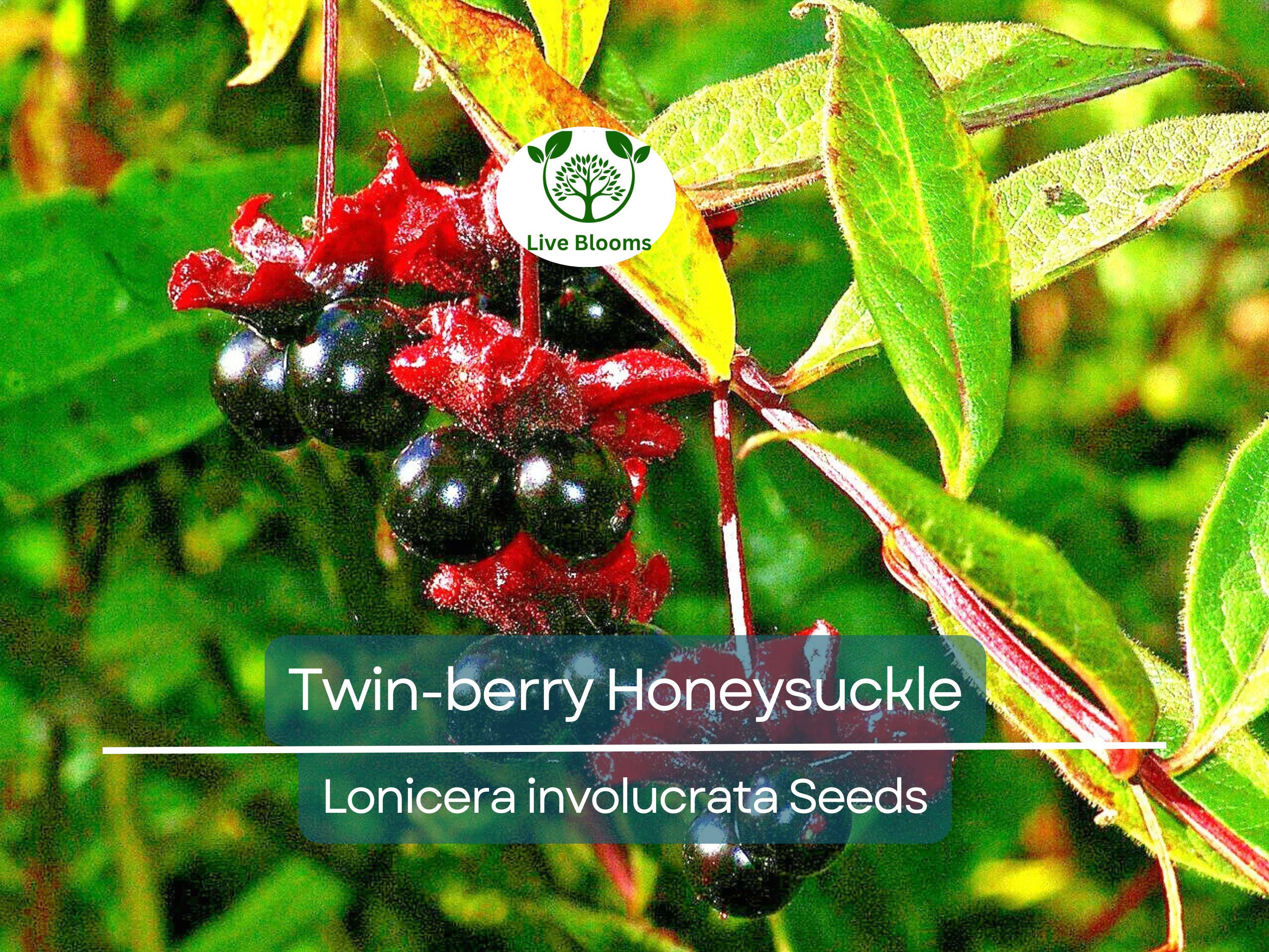 50 Twin-berry Honeysuckle Seeds (Lonicera involucrata) | Red Flower Vine Shrub, Hardy, Pollinator-Friendly, Fast-Growing