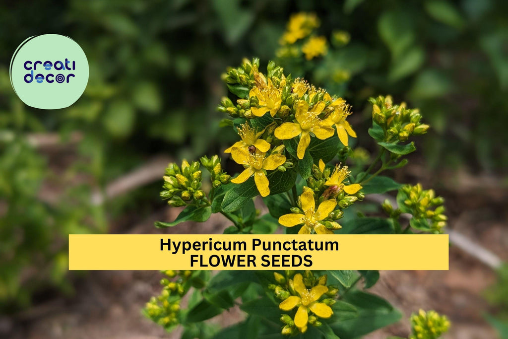 3pcs of 50mg Hypericum punctatum Seeds – Dotted St. John’s Wort for Pollinator Gardens, Meadows, or Native Landscaping Seeds for Planting