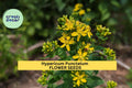 3pcs of 50mg Hypericum punctatum Seeds – Dotted St. John’s Wort for Pollinator Gardens, Meadows, or Native Landscaping Seeds for Planting