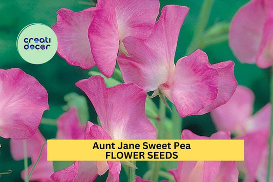 50+ Aunt Jane Sweet Pea Seeds – Soft Pink Fragrant Blooms for Garden Planting, Climbing Vines for Trellises & Bouquets – USA
