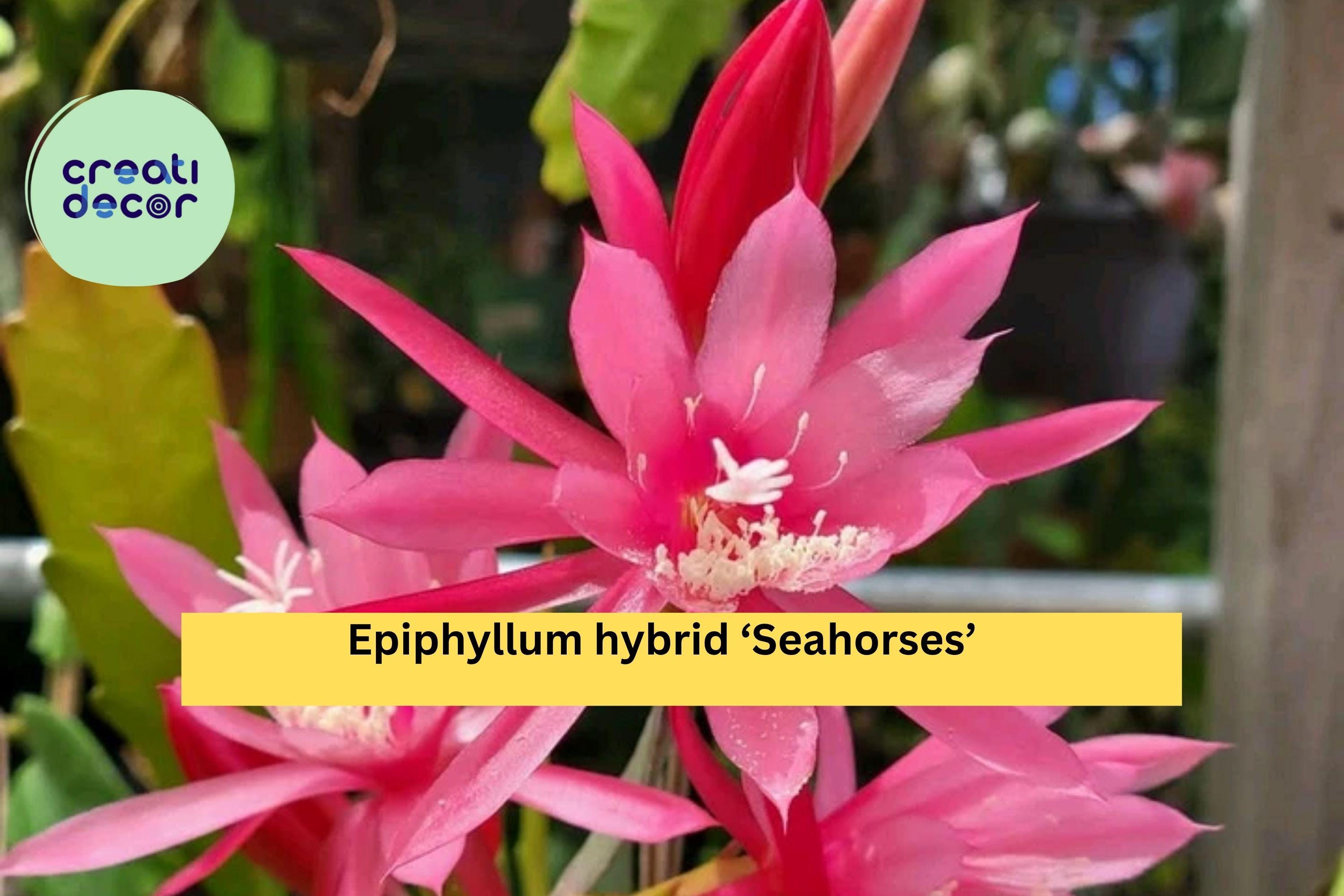 Epiphyllum ‘Seahorses’ Orchid Cactus – Live Well-Rooted Plant in 4” Pot, Epiphytic Succulent with Exotic Flowers for Indoor or Patio Decor