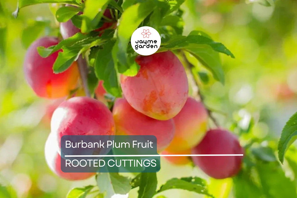 6 Burbank Plum Fruit Tree Scion Cuttings 6-10 Inches | Rooting, Grafting, High-Quality Plum