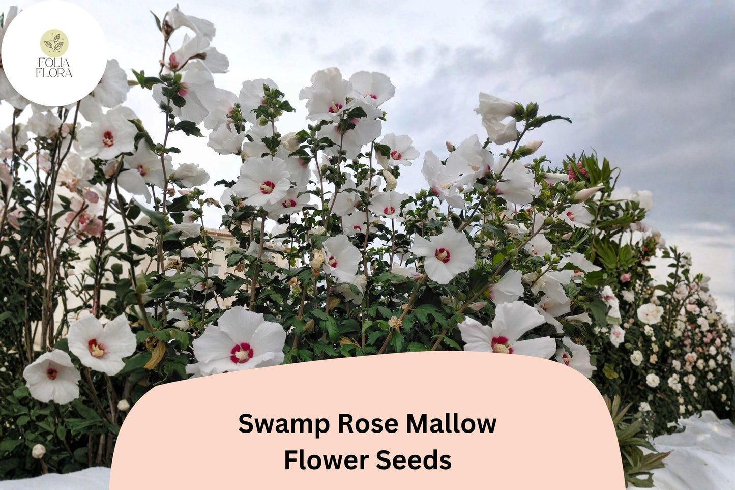 30 Hibiscus moscheutos Seeds | Hardy Swamp Rose Mallow | Pink Hardy Hibiscus for Wetland & Pollinator Garden