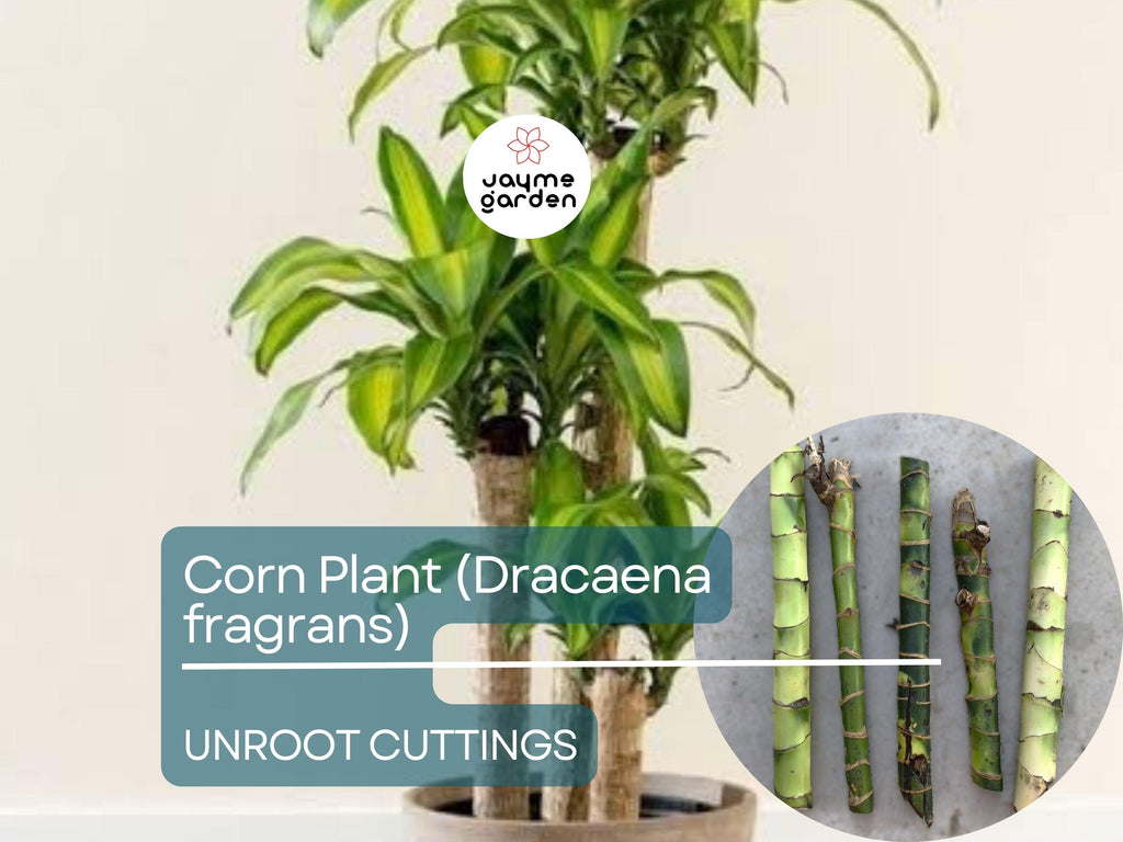 5 Unroot Cuttings Corn Plant - Dracaena Fragrans, Fresh House Plant Cuttings, No Root, Easy to Grow Indoor Plant for Home & Office