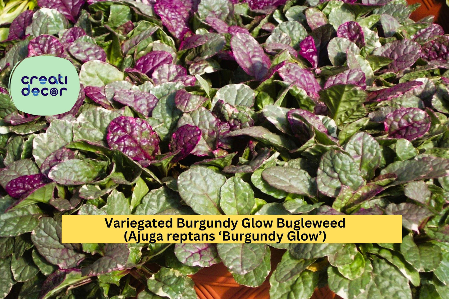 Burgundy Glow Bugleweed Live Plant – Ajuga reptans ‘Burgundy Glow’ – Variegated Groundcover with Pink, Cream, and Green Foliage