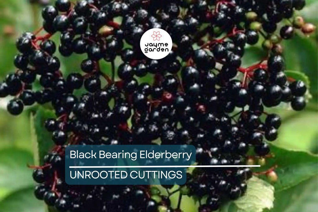 50 Black Elderberry Cuttings - Grow 50 Sambucus Nigra Plants - Fresh USA-Grown