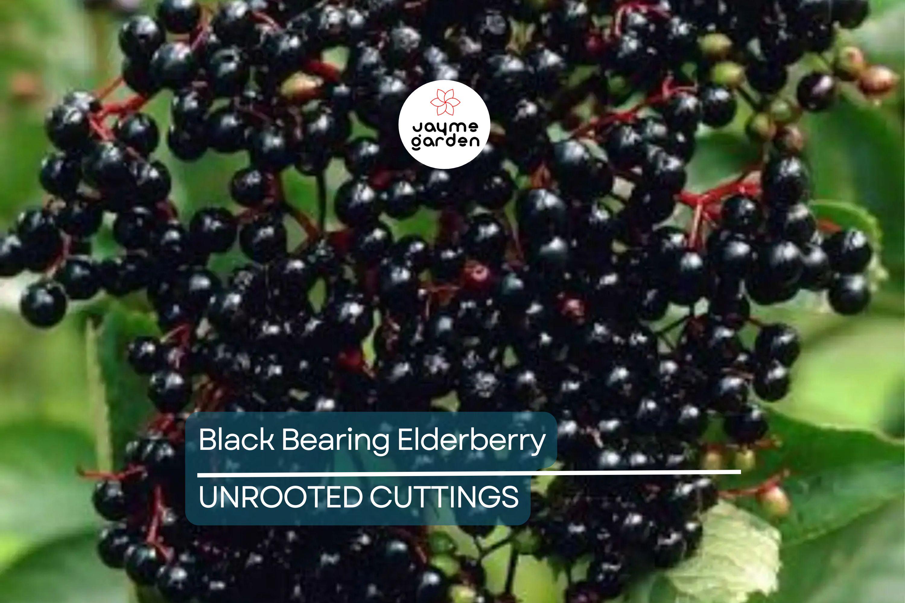 50 Black Elderberry Cuttings - Grow 50 Sambucus Nigra Plants - Fresh USA-Grown