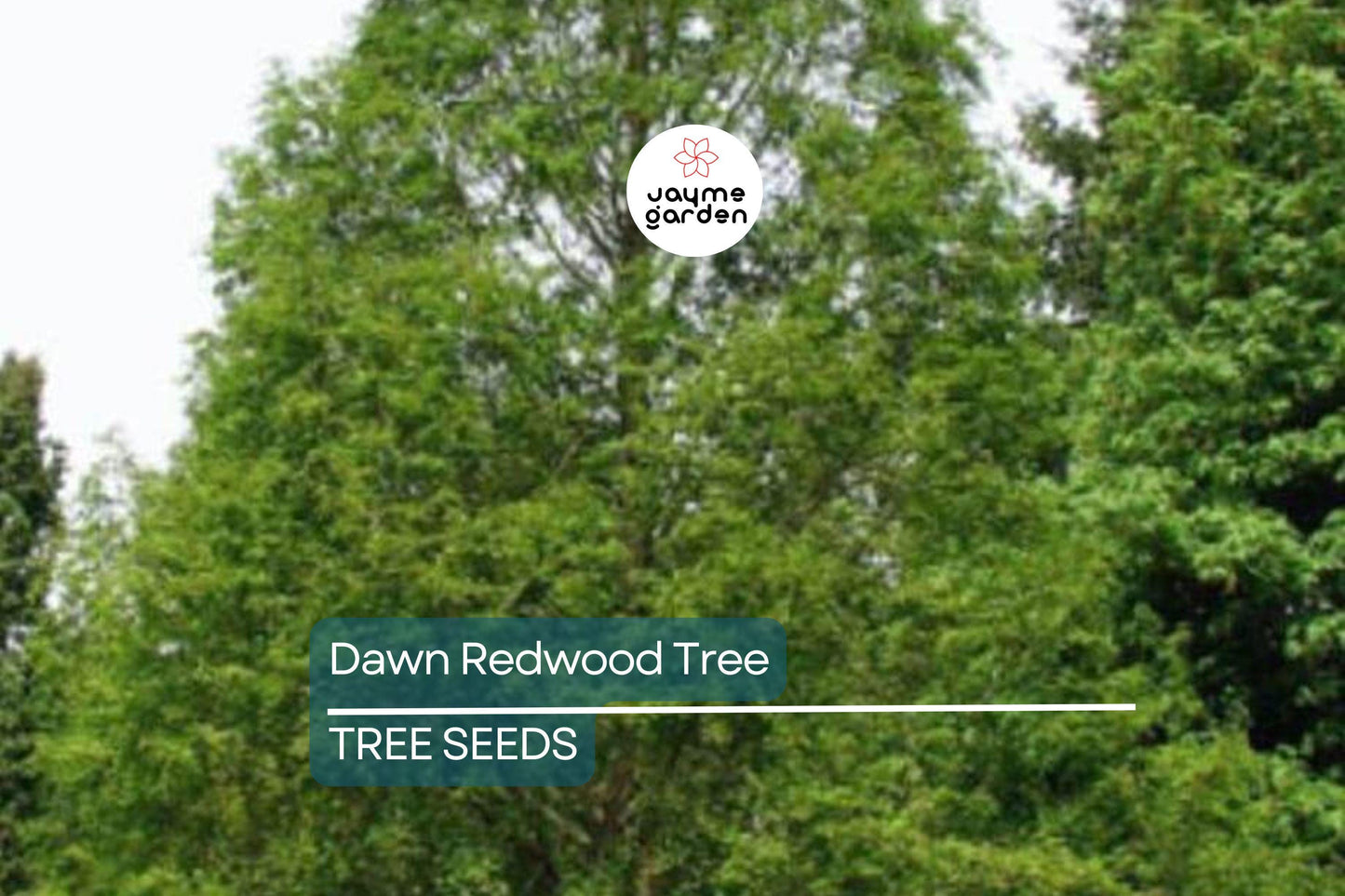 25 Dawn Redwood Tree Seeds (Metasequoia glyptostroboides) – Fast-Growing Hardy Bonsai, Fall Color, USDA Zones 5-8, Rare Garden Treasure