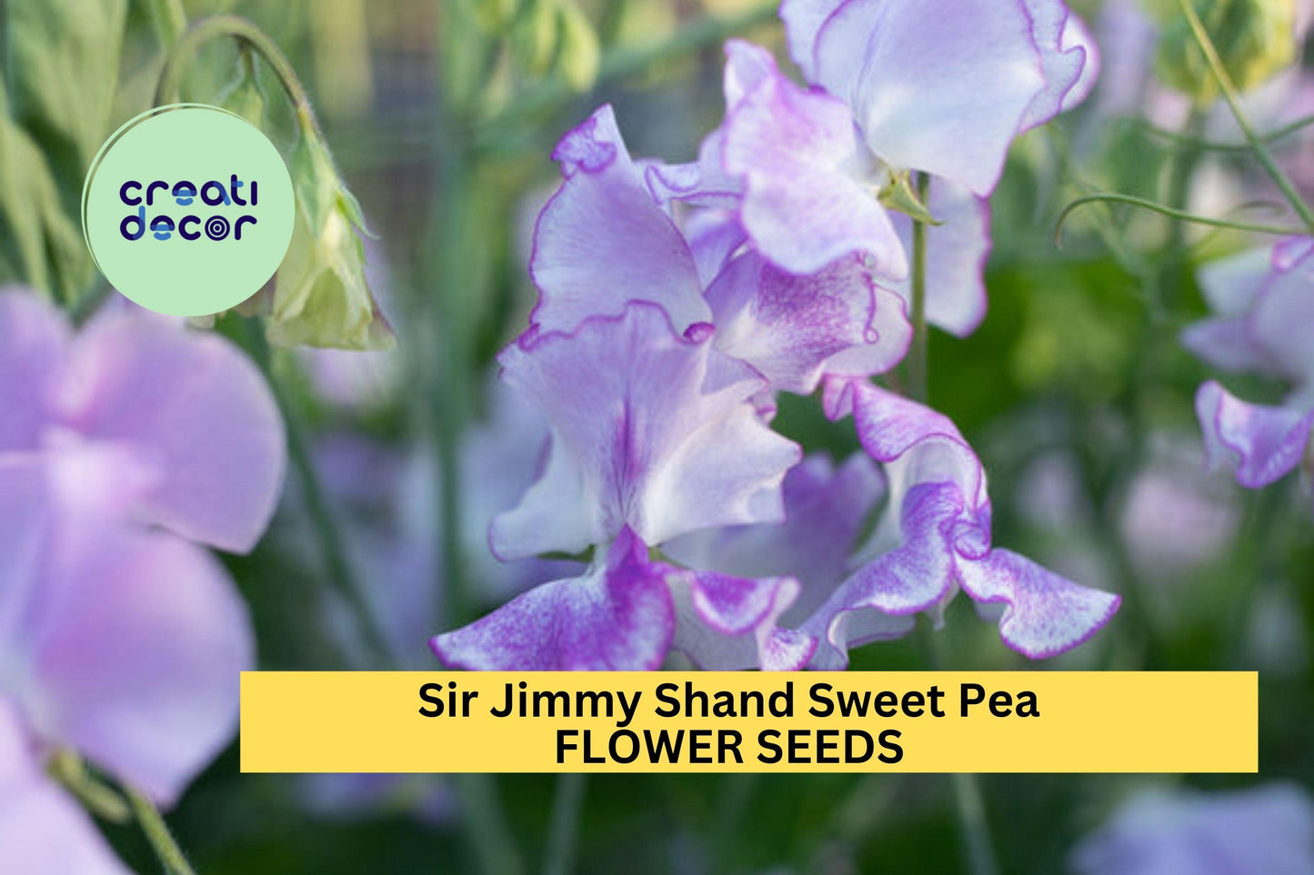 50+ Sir Jimmy Shand Sweet Pea Seeds – Lavender-Blue Fragrant Blooms for Garden Planting, Climbing Vines for Trellises – USA