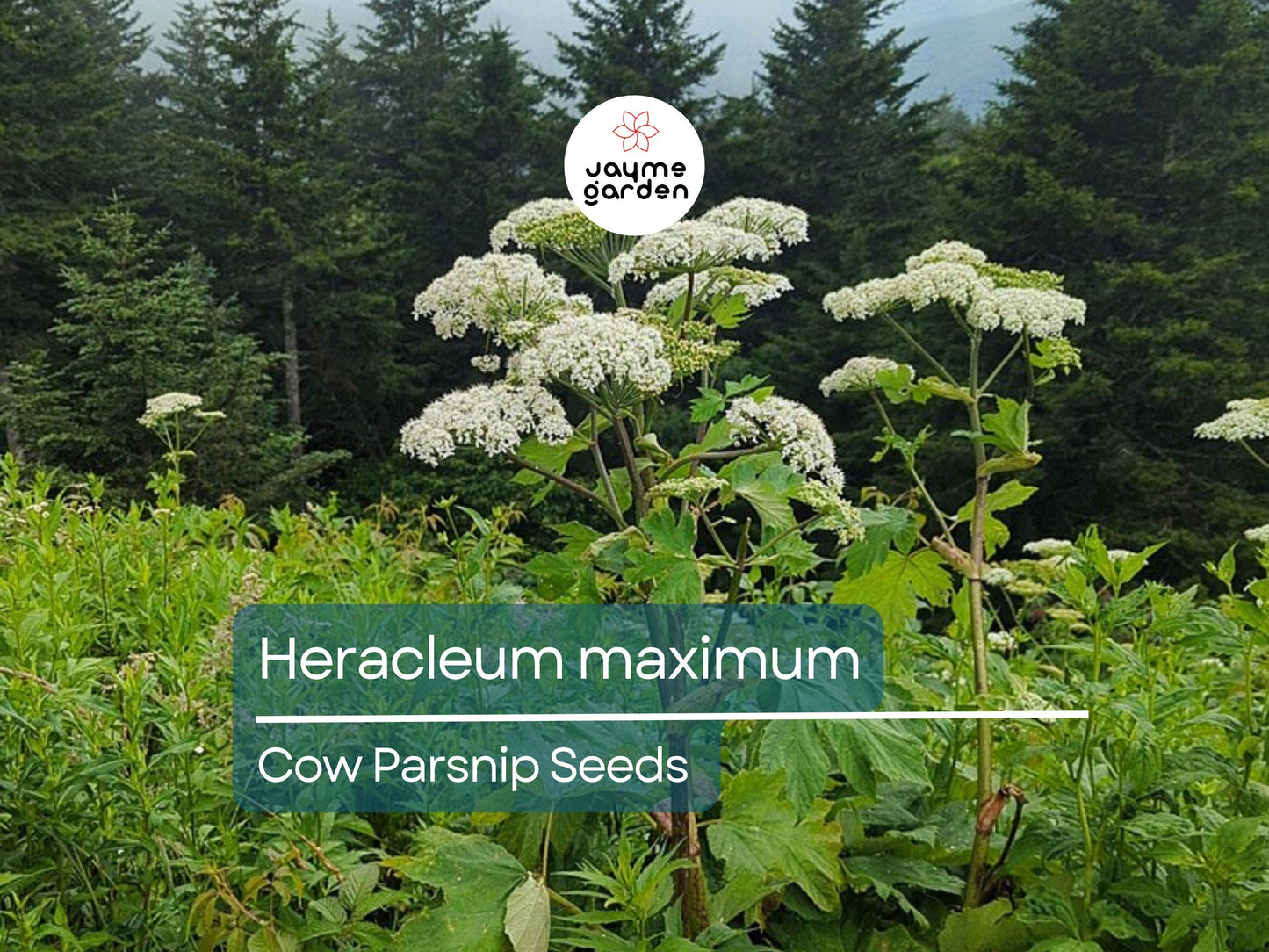 75 Seeds Heracleum Maximum | Cow Parsnip for Planting | Native Wildflower | Tall White Blooms | Pollinator-Friendly Perennial for Gardens